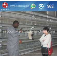 Best Price Automatic Layer Chicken Poultry Shed with Eggs in Algeria